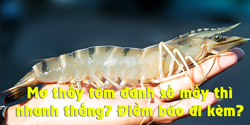 Mơ Thấy Tôm Đánh Số Mấy